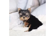 Micro Yorkie en New York