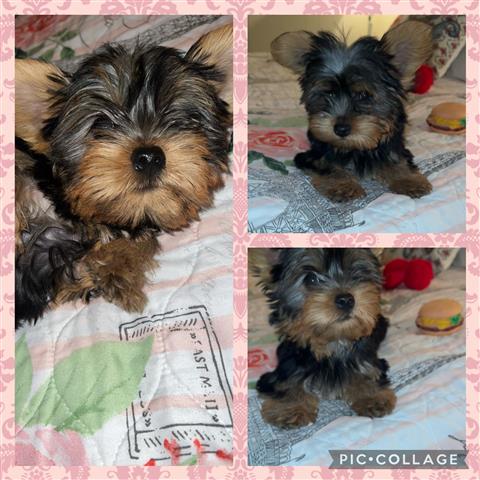 $850 : Precious female Yorkie puppy image 1