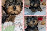 Precious female Yorkie puppy en Orange County