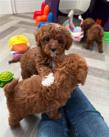 $500 : Cachorros cavapoo listos image 2