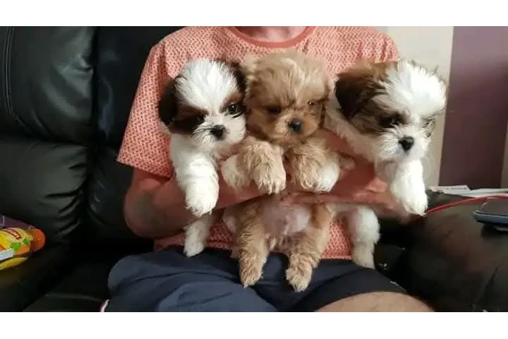 $350 : Cachorros Shih Tzu taza de té image 1