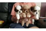 Cachorros Shih Tzu taza de té en Indianapolis