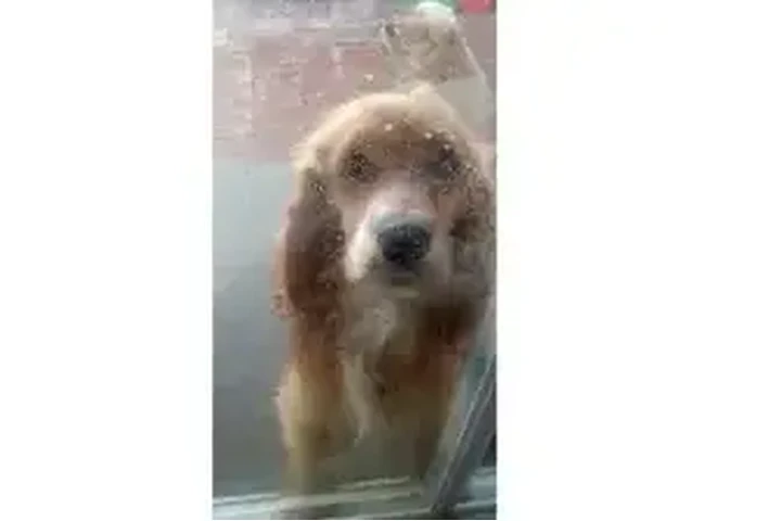 $500 : Cocker Spaniel pure image 3
