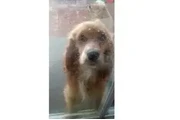 $500 : Cocker Spaniel pure thumbnail