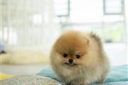 $250 : Pomeranian puppies thumbnail