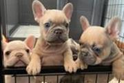 $1000 : Bueatiful french bulldog puppy thumbnail