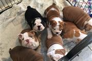 $550 : Los bulldogs ingleses más lind thumbnail