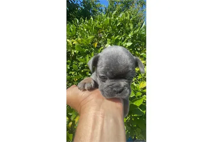 $350 : ¡Cachorros de Bulldog Francés image 5