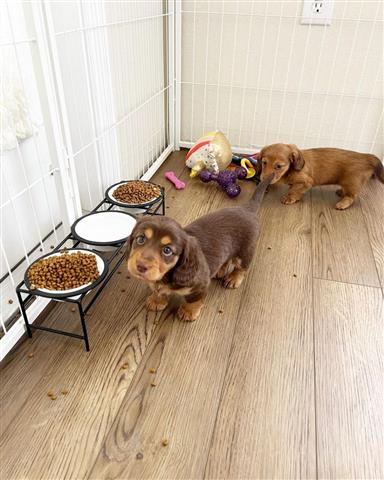 $600 : Cachorros de teckel de pelo image 2