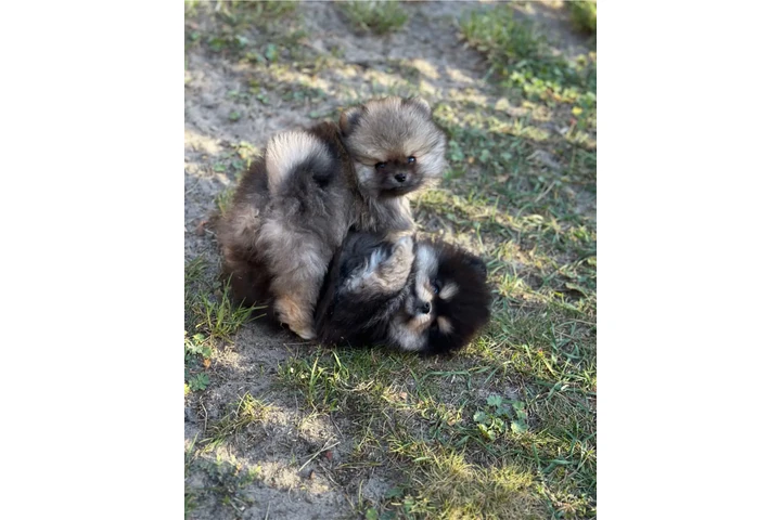 $350 : Pomerania taza de té image 2