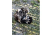 $350 : Pomerania taza de té thumbnail