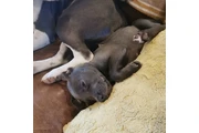 pitbull en venta en Miami