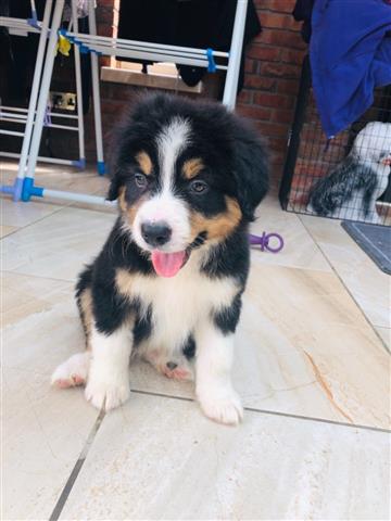 $390 : Sweet Bernese Mountain puppy image 2