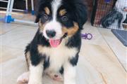 $390 : Sweet Bernese Mountain puppy thumbnail