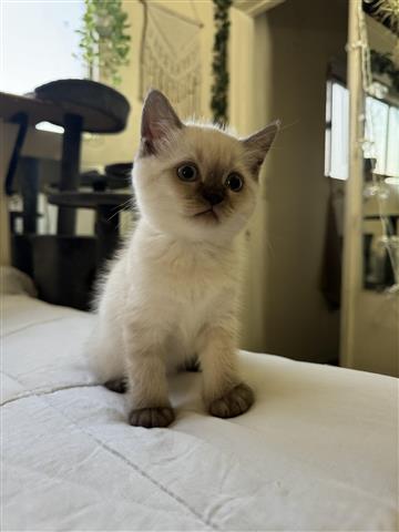 $1000 : Scottish Fold & Scottish Strai image 5