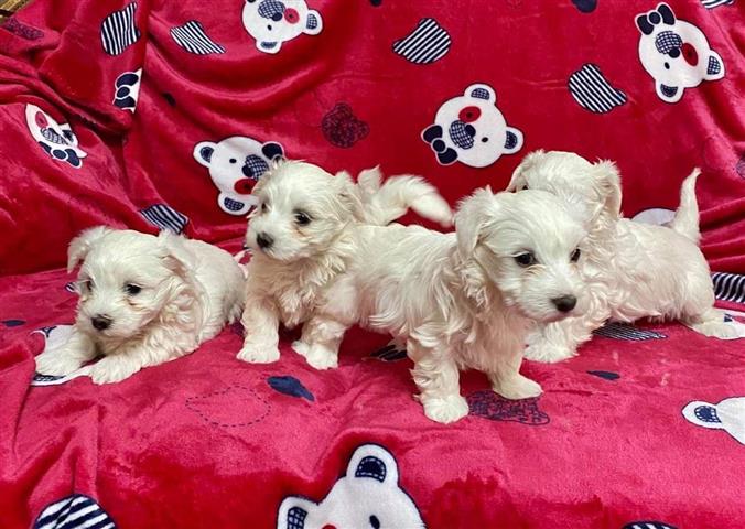 $300 : Adorable Maltese Puppies image 1