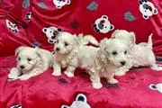 Super Adorable Maltese Puppies en Chicago