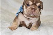 $800 : english bull-dog puppies thumbnail