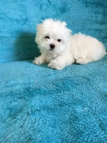 $450 : Cutie Maltese Pupppies image 1