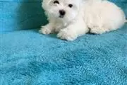 $450 : Cutie Maltese Pupppies thumbnail
