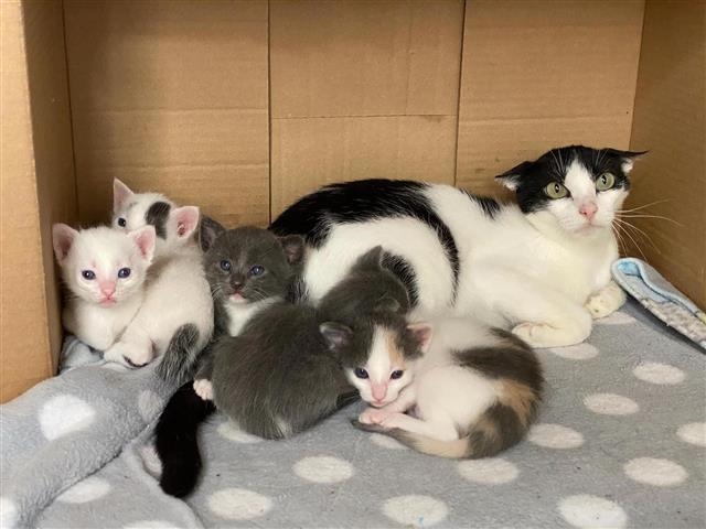 $350 : KANYE kittens for rehoming image 1