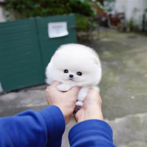 $250 : Teacup Pomeranian puppies image 1