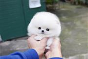 Teacup Pomeranian puppies en Miami