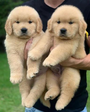 $500 : cachorros golden retriever image 3