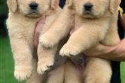 $500 : cachorros golden retriever thumbnail