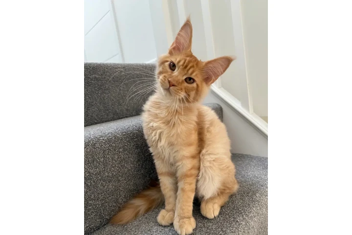 Pedigree Mainecoon kittens image 2