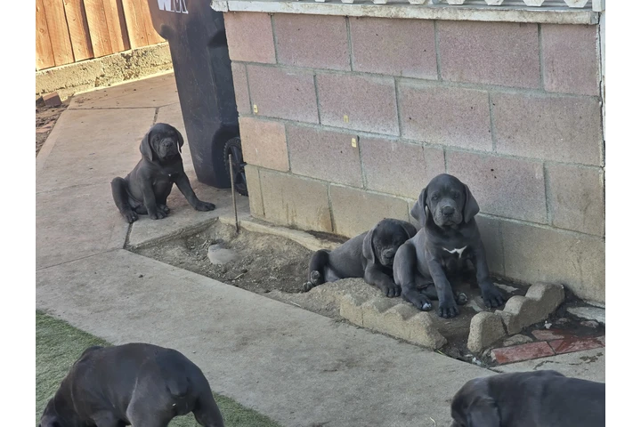 $2000 : Cane corson image 5