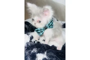 Gatito persa ojos verdes en Los Angeles