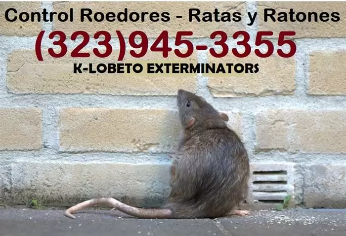 RODENTS PEST CONTROL SERVICES. image 5