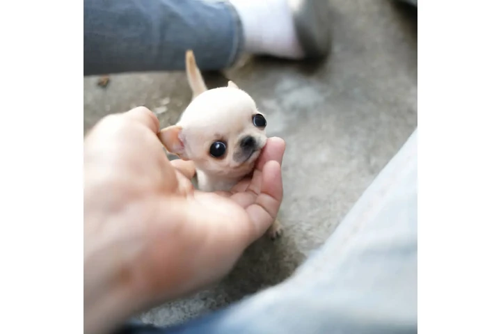 $350 : chihuahua image 1