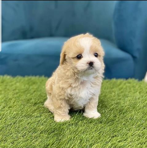 $320 : Mini maltipoo puppies image 2