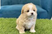 $320 : Mini maltipoo puppies thumbnail