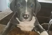 America bully Puppies