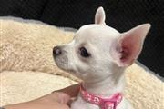 $310 : Super chihuahua pup's thumbnail