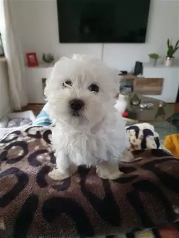 $510 : BUY sweet maltese puppies image 1