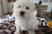 BUY sweet maltese puppies en Reno