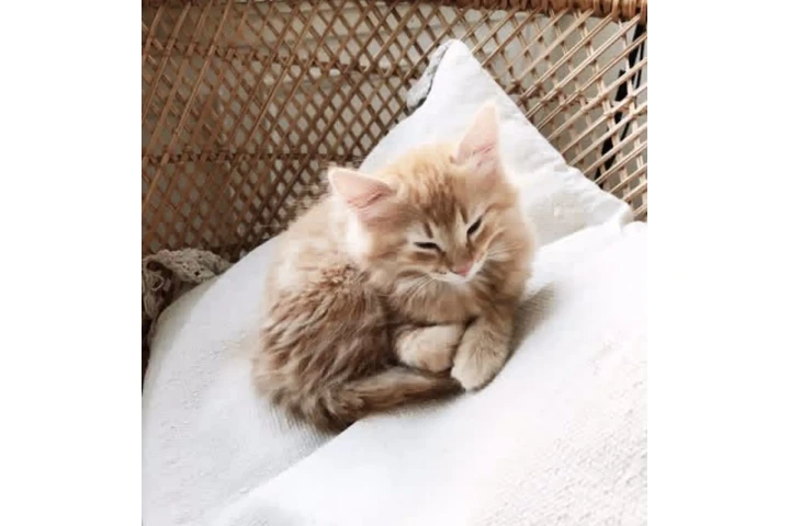 $450 : Female Maine Coon Available image 2