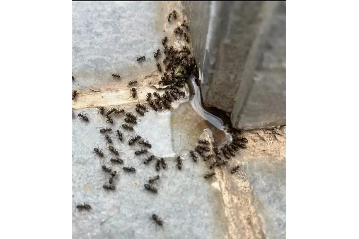 EXTERMINADOR DE PLAGAS 100%100 image 5