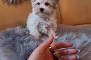 Registered Yorkshire Puppies F thumbnail