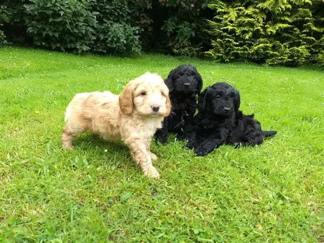 $600 : Cachorros Cockapoo de calidad image 2
