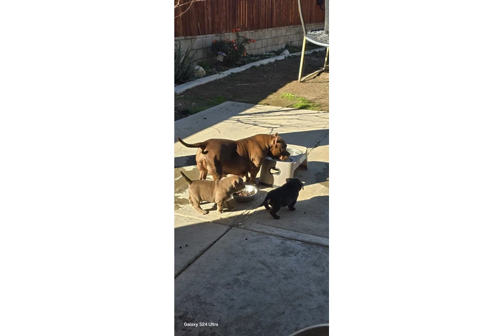 $2000 : Exotic American bullys image 8