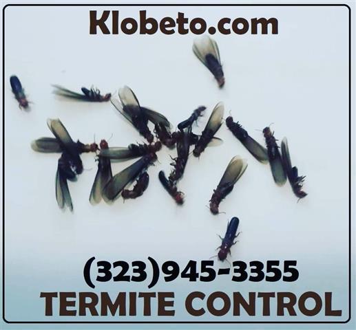 EXTERMINADORES - PEST CONTROL image 10