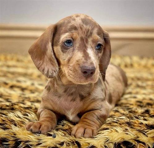 $400 : Sweet Dachshund Puppies image 5