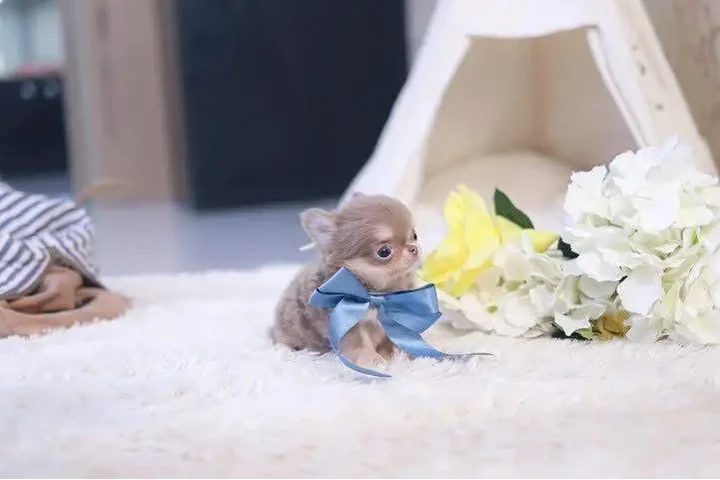 $400 : Tiny Teacup Chihuahua Puppy. image 2