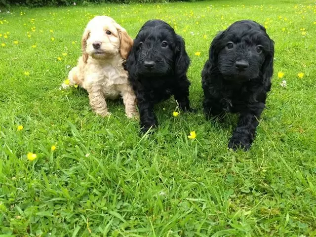 $600 : Cachorros Cockapoo de calidad image 1