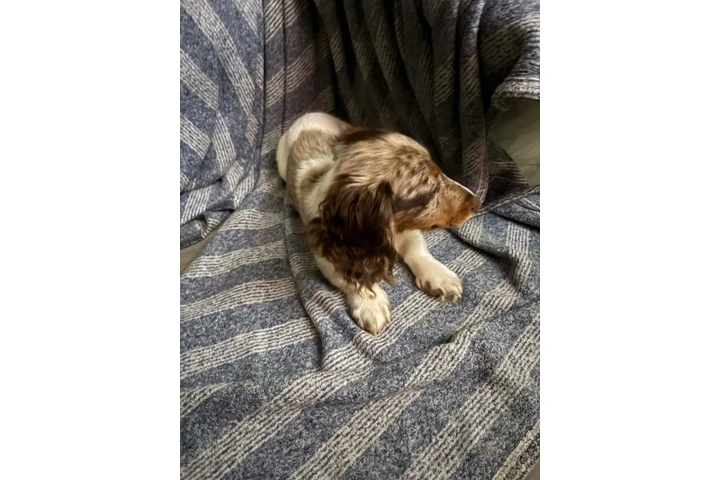 $2000 : Dapple pied miniature dachshun image 2